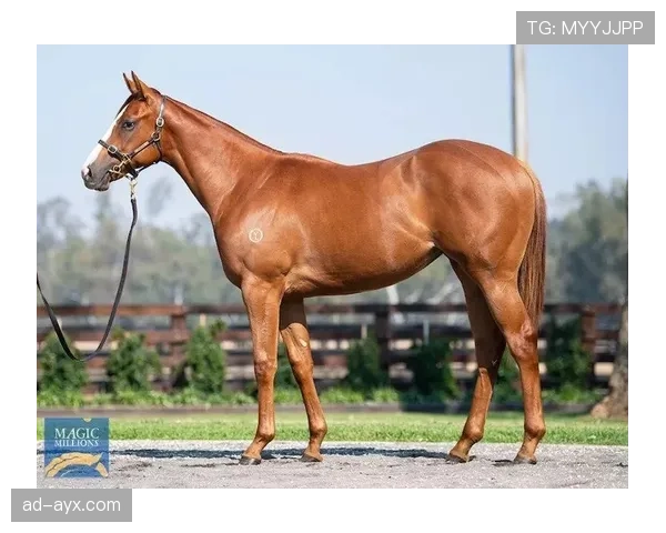 富里睡醒发现自家马场又多了两匹纯血马，账单比拳赛奖金还长